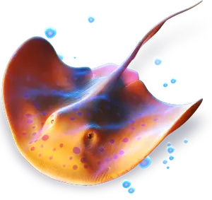 Rochen: Cash Connection Dolphin’s Pearl 